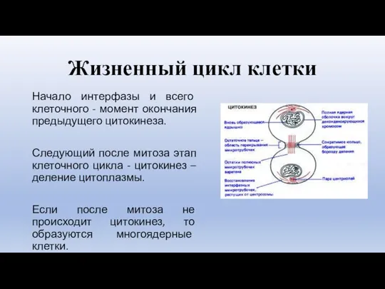 Жизненный цикл клетки Начало интерфазы и всего клеточного - момент окончания