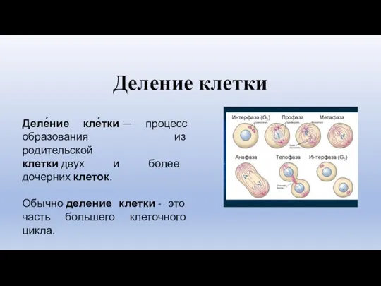 Деление клетки Деле́ние кле́тки — процесс образования из родительской клетки двух