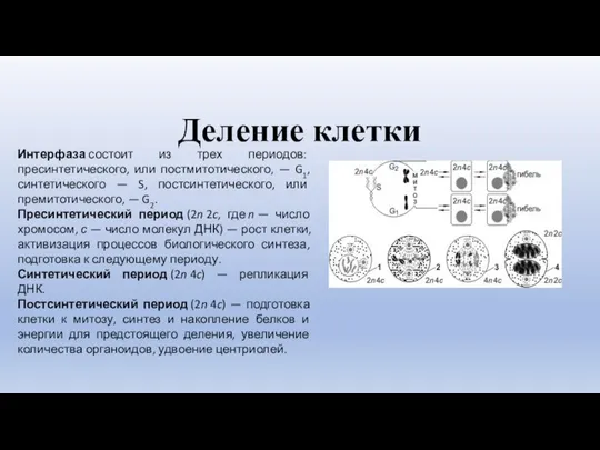 Деление клетки Интерфаза состоит из трех периодов: пресинтетического, или постмитотического, —