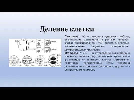 Деление клетки Профаза (2n 4c) — демонтаж ядерных мембран, расхождение центриолей