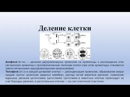 Деление клетки Анафаза (4n 4c) — деление двухроматидных хромосом на хроматиды