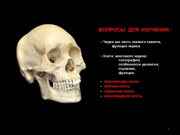 ● Череп как часть осевого скелета, функции черепа ● Кости мозгового