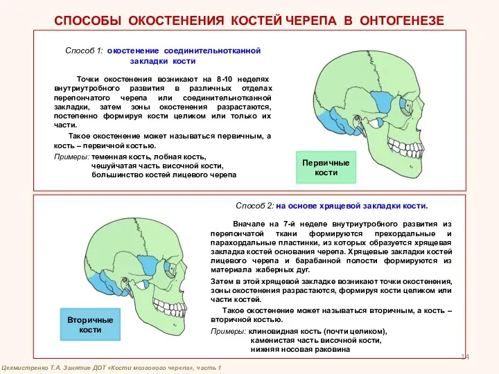 СПОСОБЫ ОКОСТЕНЕНИЯ КОСТЕЙ ЧЕРЕПА В ОНТОГЕНЕЗЕ Способ 1: окостенение соединительнотканной закладки