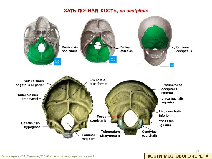 ЗАТЫЛОЧНАЯ КОСТЬ, os occipitale КОСТИ МОЗГОВОГО ЧЕРЕПА Sulcus sinus sagittalis superior