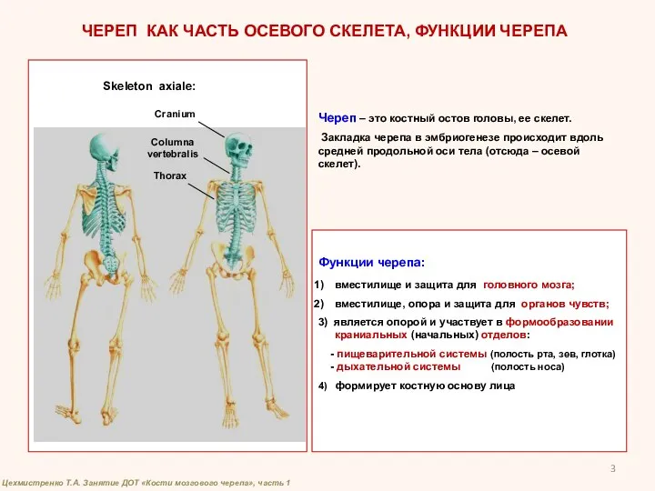 Череп – это костный остов головы, ее скелет. Закладка черепа в