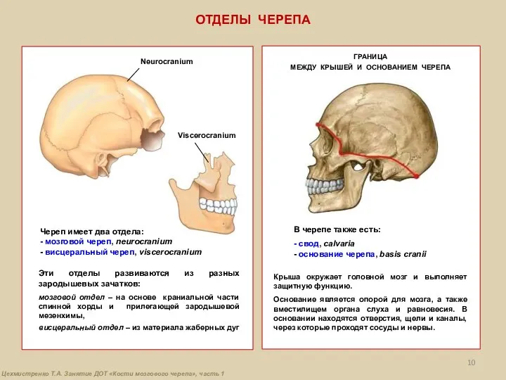 Череп имеет два отдела: - мозговой череп, neurocranium - висцеральный череп,