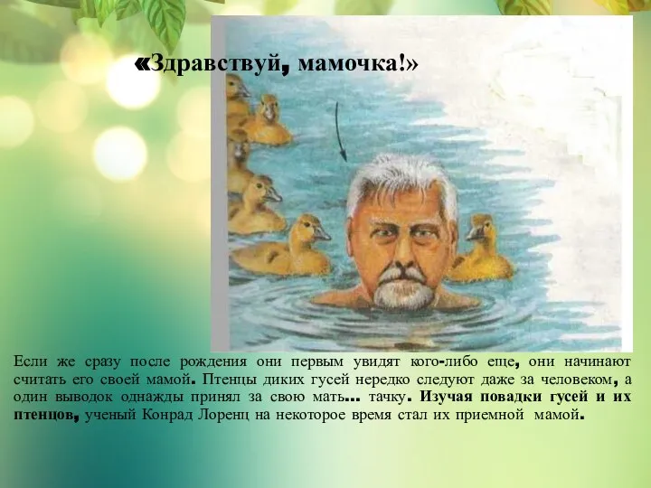 «Здравствуй, мамочка!» Если же сразу после рождения они первым увидят кого-либо