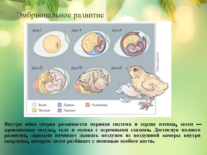 Эмбриональное развитие Внутри яйца сперва развивается нервная система и сердце птенца,