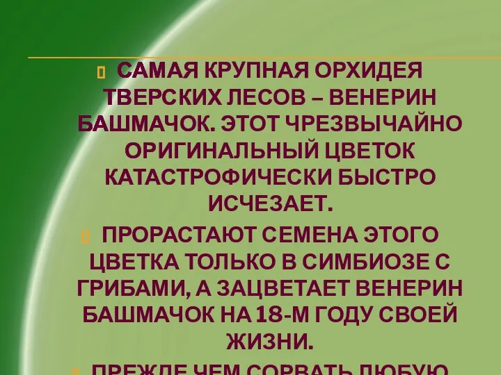 САМАЯ КРУПНАЯ ОРХИДЕЯ ТВЕРСКИХ ЛЕСОВ – ВЕНЕРИН БАШМАЧОК. ЭТОТ ЧРЕЗВЫЧАЙНО ОРИГИНАЛЬНЫЙ