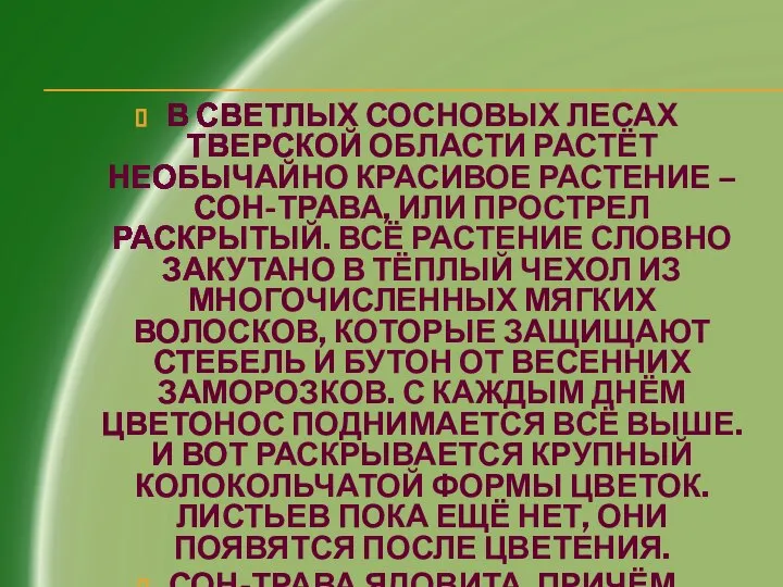 В СВЕТЛЫХ СОСНОВЫХ ЛЕСАХ ТВЕРСКОЙ ОБЛАСТИ РАСТЁТ НЕОБЫЧАЙНО КРАСИВОЕ РАСТЕНИЕ –