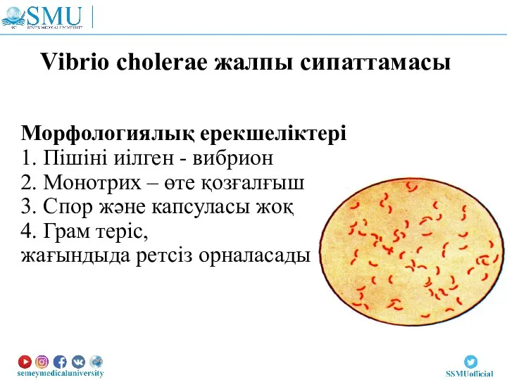 Vibrio cholerae жалпы сипаттамасы Морфологиялық ерекшеліктері 1. Пішіні иілген - вибрион
