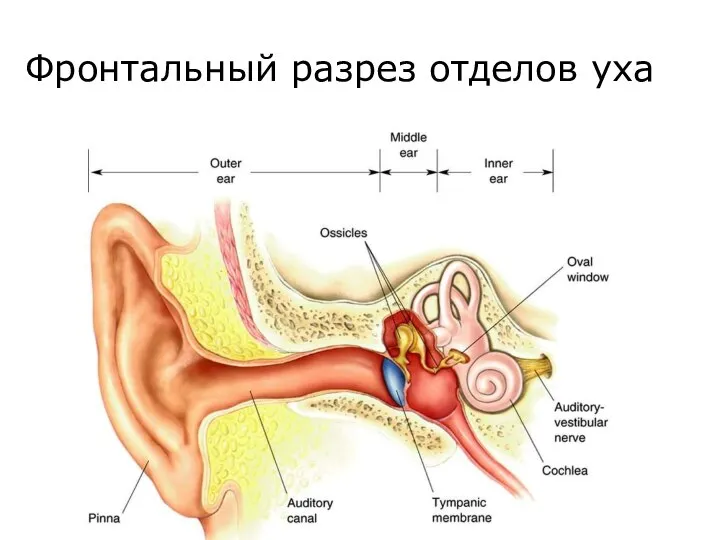 Фронтальный разрез отделов уха