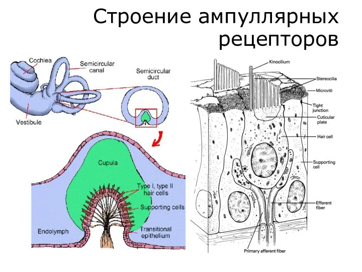 Строение ампуллярных рецепторов