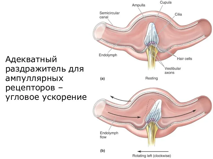 Адекватный раздражитель для ампуллярных рецепторов – угловое ускорение