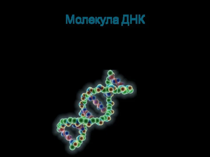 Молекула ДНК Её молекулы имеют огромную по молекулярным масштабам длину и