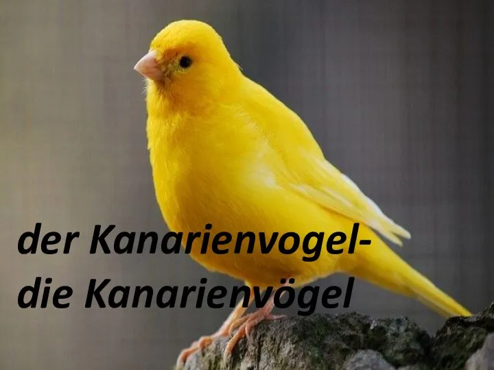 der Kanarienvogel,Vögel der Kanarienvogel- die Kanarienvögel