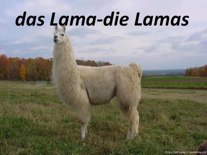 das Lama, -s das Lama-die Lamas