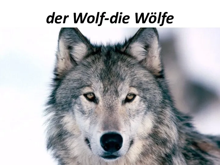 der Wolf-die Wölfe