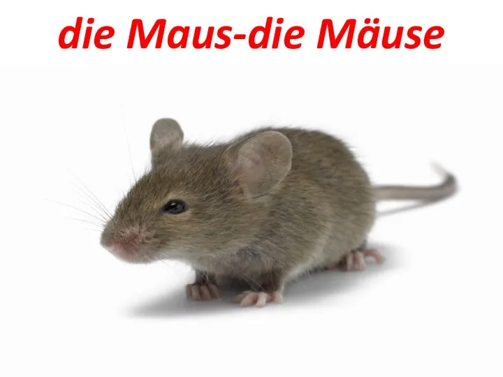 die Maus-die Mäuse