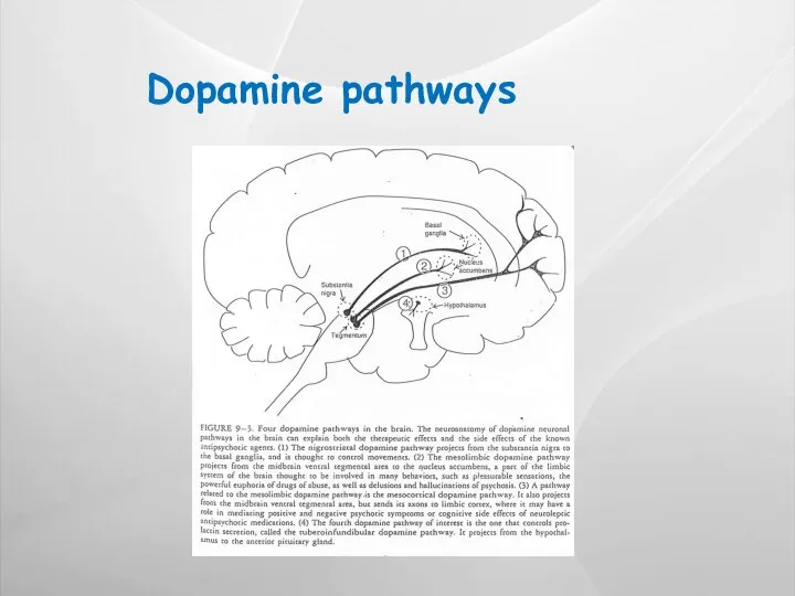 Dopamine pathways