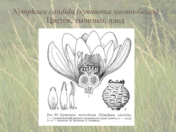 Nymphaea candida (кувшинка чисто-белая) Цветок, тычинки, плод