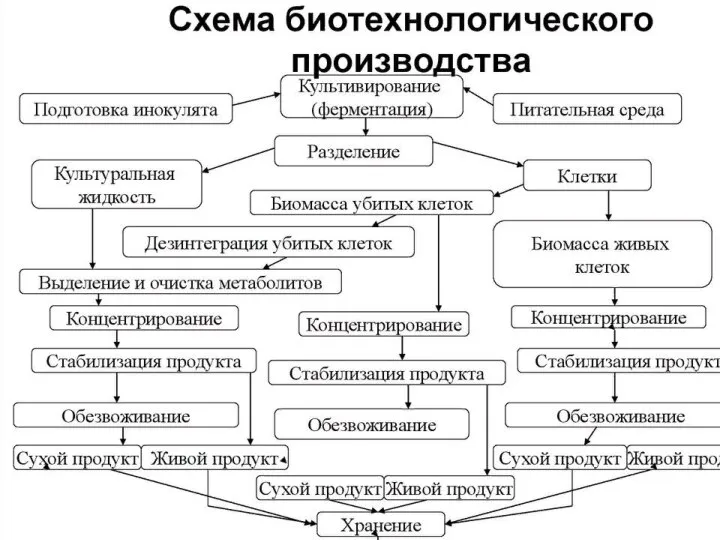 Биотехнологические стадии