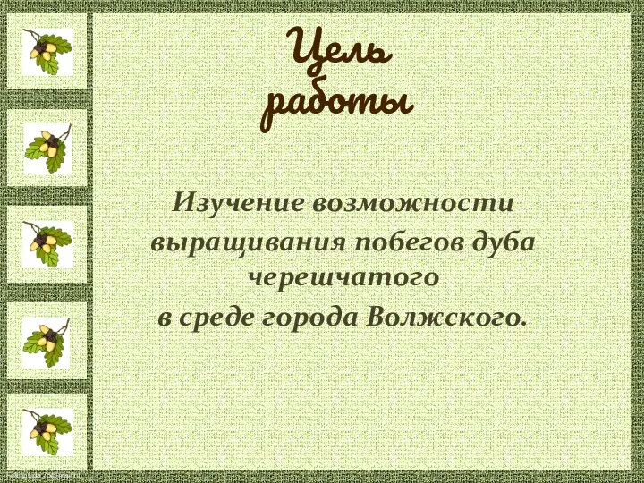 Цель работы Изучение возможности выращивания побегов дуба черешчатого в среде города Волжского.