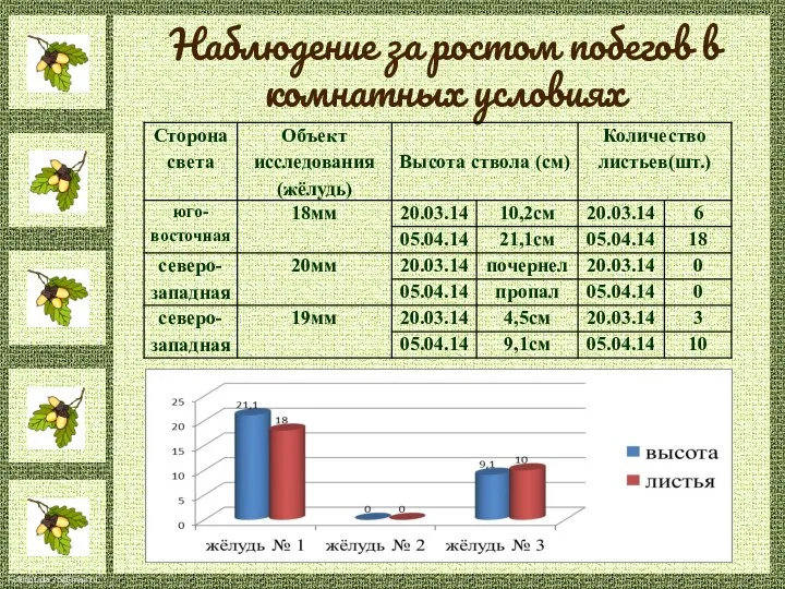 Наблюдение за ростом побегов в комнатных условиях