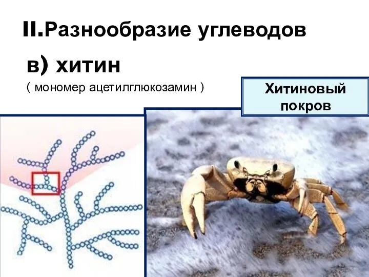 в) хитин ( мономер ацетилглюкозамин ) II.Разнообразие углеводов Хитиновый покров