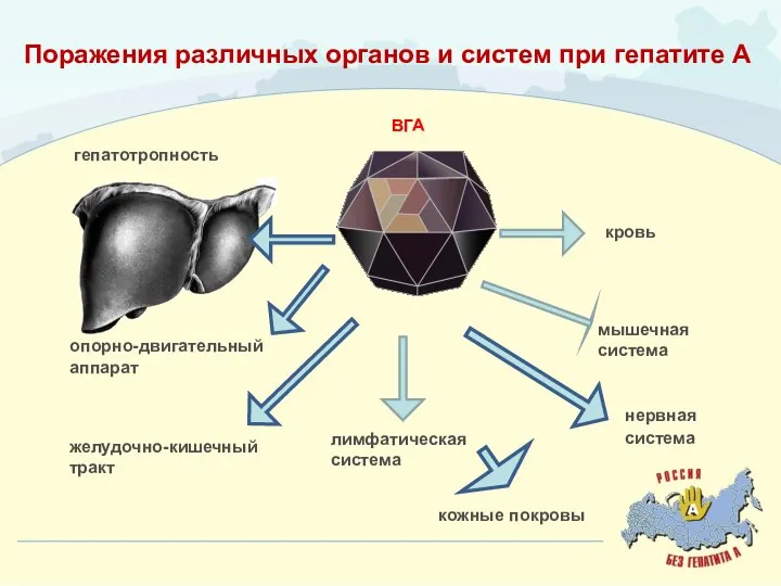 Поражения различных органов и систем при гепатите А ВГА нервная система