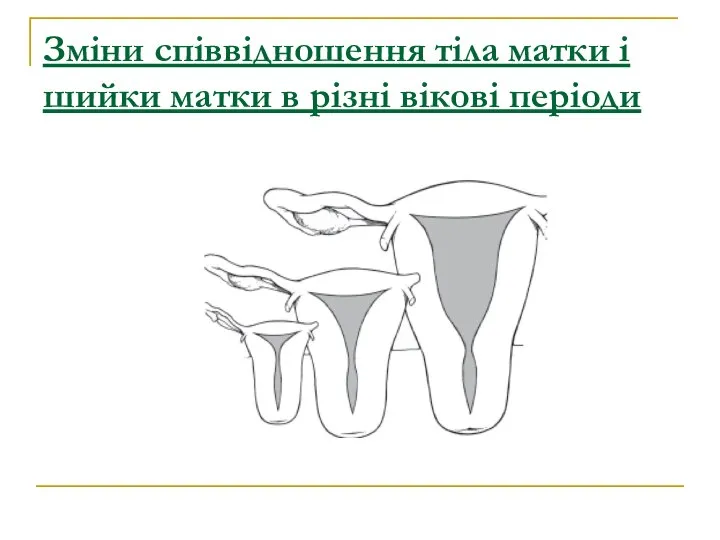 Зміни співвідношення тіла матки і шийки матки в різні вікові періоди