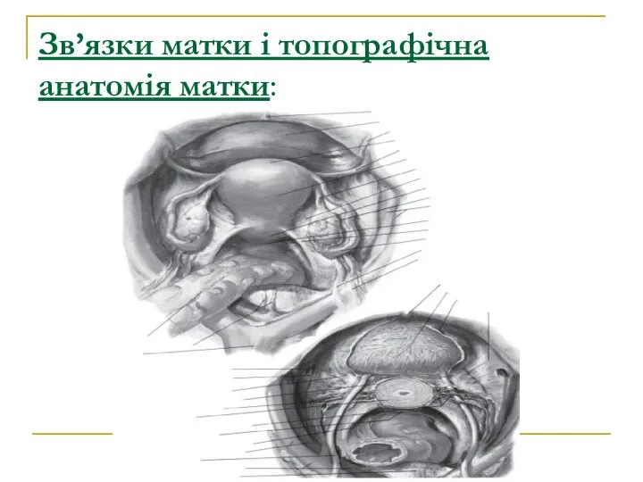 Зв’язки матки і топографічна анатомія матки: