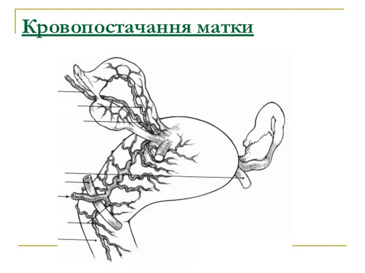 Кровопостачання матки