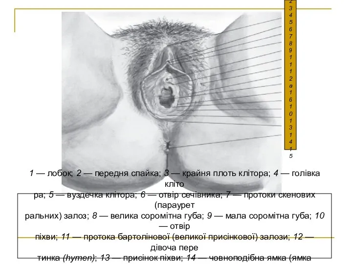 1 — лобок; 2 — передня спайка; 3 — крайня плоть