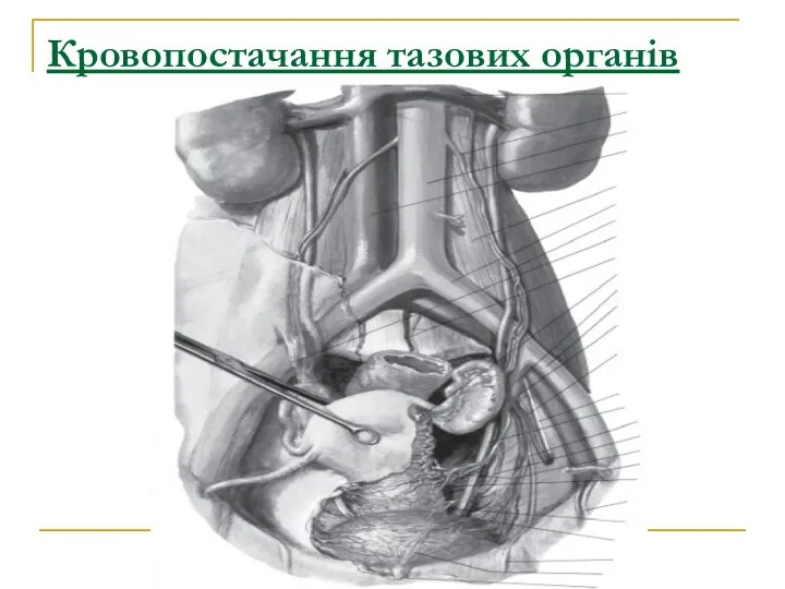 Кровопостачання тазових органів