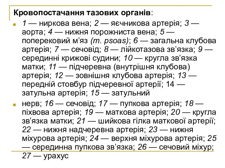 Кровопостачання тазових органів: 1 — ниркова вена; 2 — яєчникова артерія;