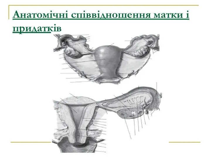 Анатомічні співвідношення матки і придатків