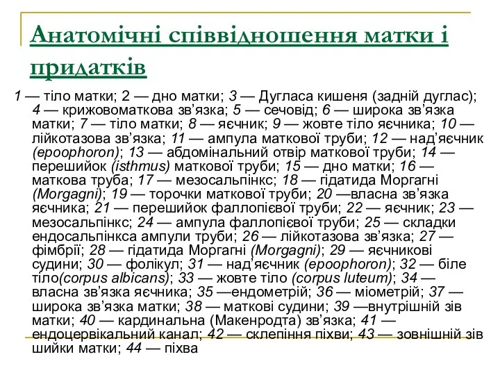 Анатомічні співвідношення матки і придатків 1 — тіло матки; 2 —