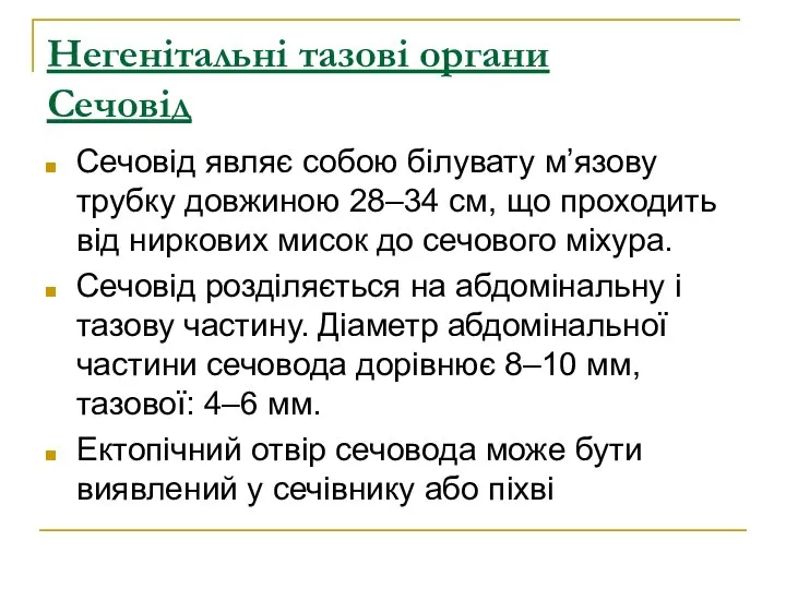 Негенітальні тазові органи Сечовід Сечовід являє собою білувату м’язову трубку довжиною