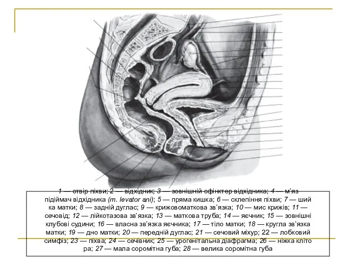 1 — отвір піхви; 2 — відхідник; 3 — зовнішній сфінктер