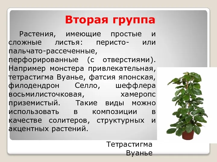 Вторая группа Растения, имеющие простые и сложные листья: перисто- или пальчато-рассеченные,