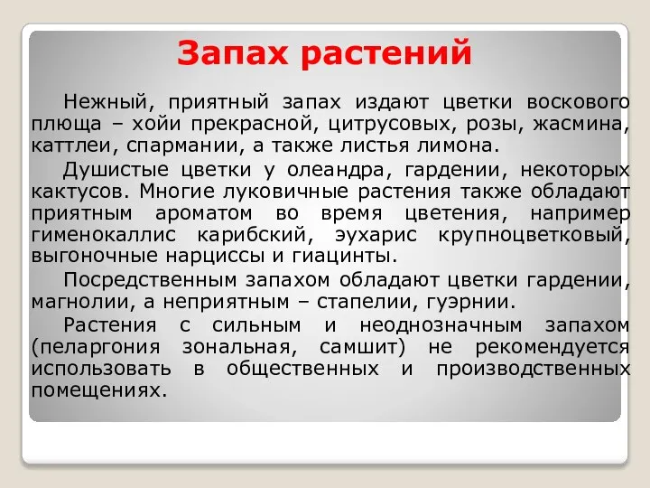 Запах растений Нежный, приятный запах издают цветки воскового плюща – хойи