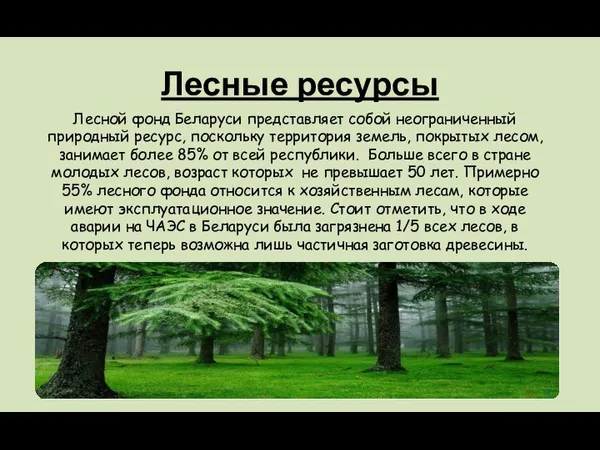 Лесные ресурсы Лесной фонд Беларуси представляет собой неограниченный природный ресурс, поскольку