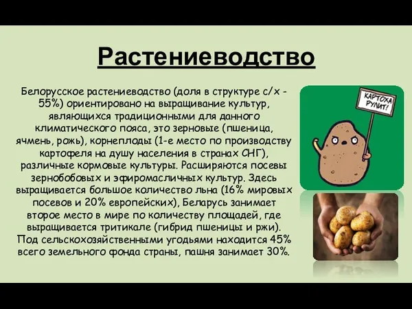 Растениеводство Белорусское растениеводство (доля в структуре с/х - 55%) ориентировано на