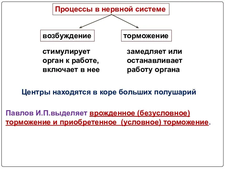 Процессы в нервной системе возбуждение торможение стимулирует орган к работе, включает