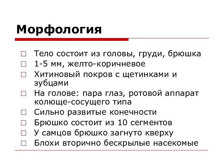 Морфология Тело состоит из головы, груди, брюшка 1-5 мм, желто-коричневое Хитиновый