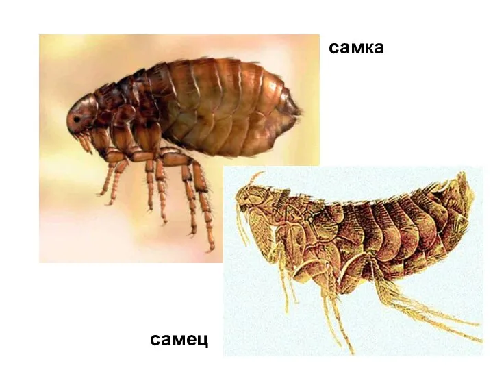 самка самец