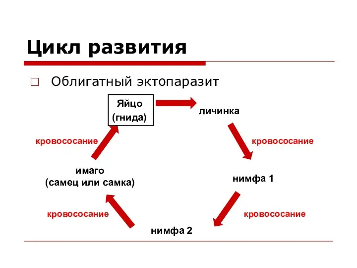 Цикл развития Облигатный эктопаразит кровососание кровососание кровососание кровососание Яйцо (гнида) личинка