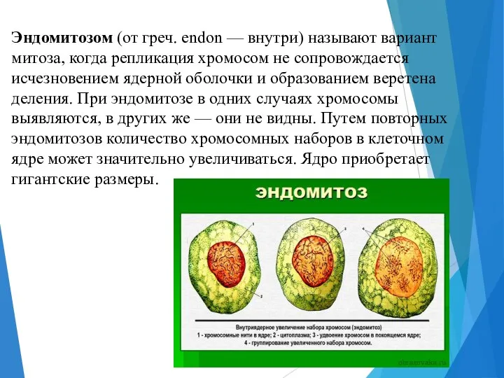 Эндомитозом (от греч. endon — внутри) называют вариант митоза, когда репликация