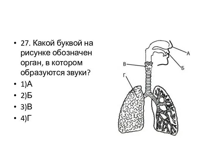 27. Какой буквой на рисунке обозначен орган, в котором образуются звуки? 1)А 2)Б 3)В 4)Г